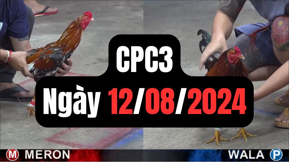 Đá gà thomo hôm nay CPC3 date 12/08/2024