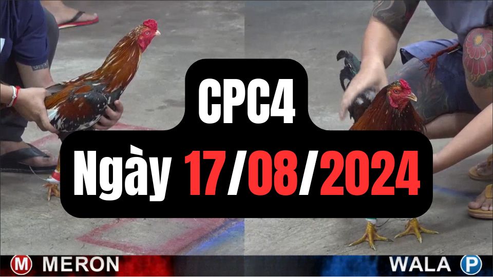 Đá gà thomo hôm nay CPC4 date 17/08/2024