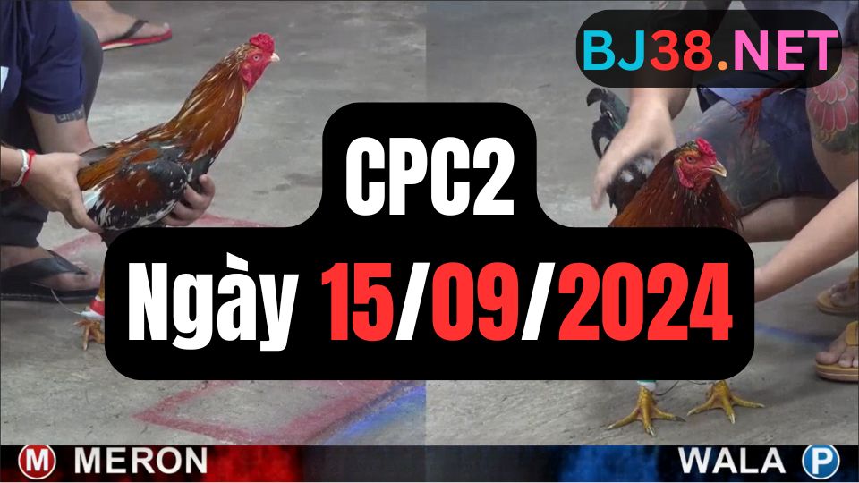 Đá gà thomo hôm nay CPC2 date 15/09/2024