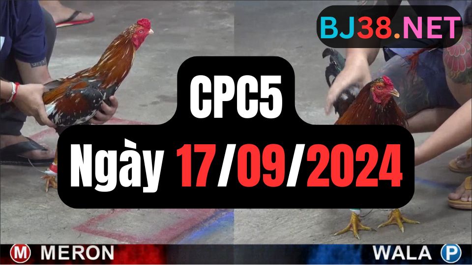 Đá gà thomo hôm nay CPC5 date 17/09/2024