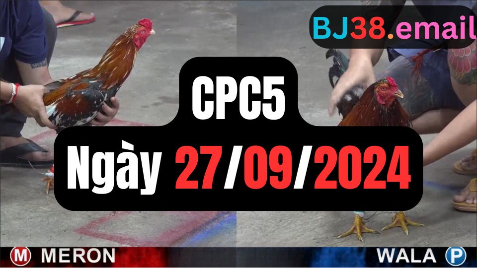 Đá gà thomo hôm nay CPC5 date 27/09/2024