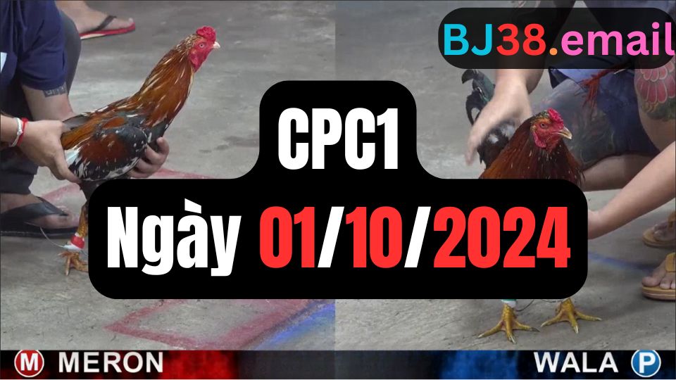 Đá gà thomo hôm nay CPC1 date 01/10/2024