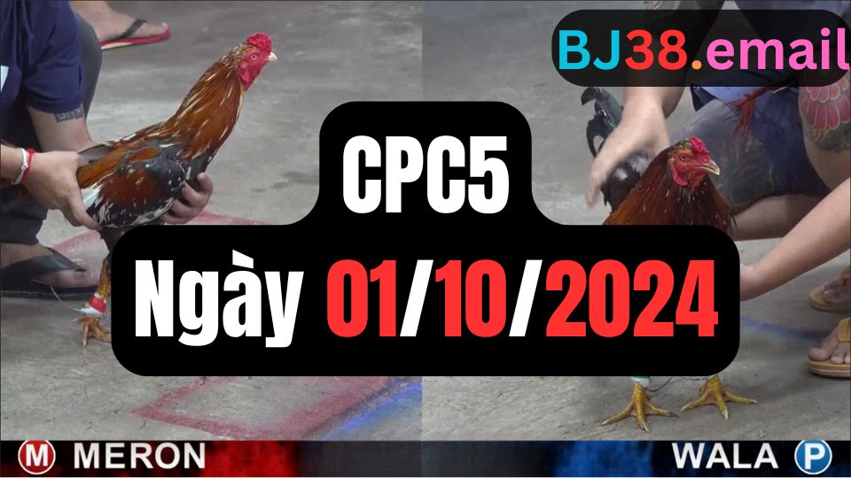 Đá gà thomo hôm nay CPC5 date 01/10/2024