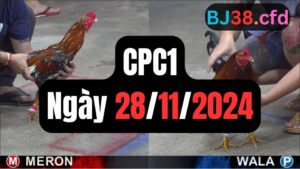 Đá gà thomo hôm nay CPC1 date 28/11/2024