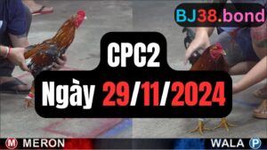 Đá gà thomo hôm nay CPC2 date 29/11/2024