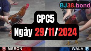 Đá gà thomo hôm nay CPC5 date 29/11/2024